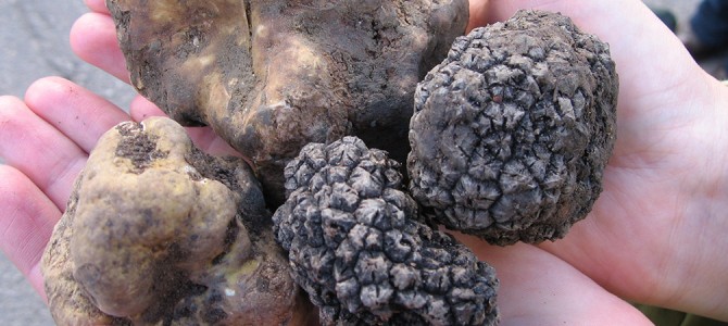 Curious about truffles? Join the summer course on Campus Gotland week 33-35.
